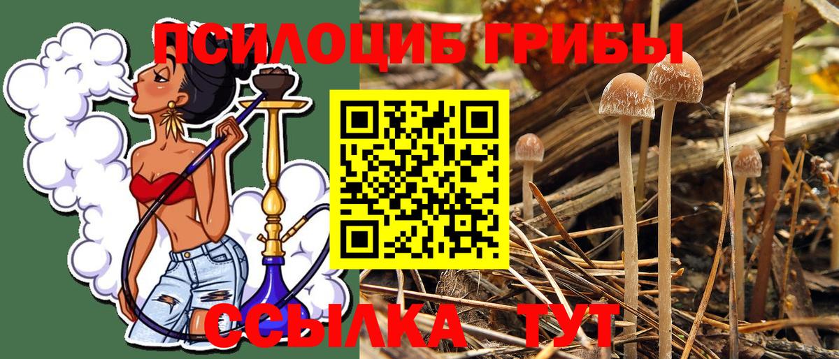 Строитель  Псилоцибиновые грибы GOLDEN TEACHER  Вход с VPN 